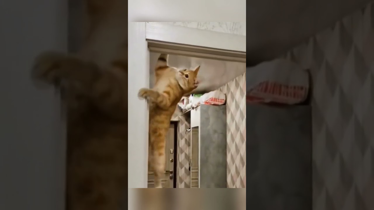 CATASTROPHE FELINE, Cats that take mischief to the NEXT LEVEL