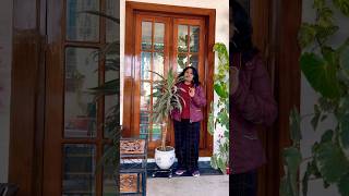 Beautiful House Plant डरसन