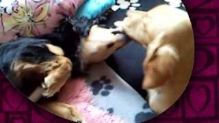 Marlon, Fina Und Die Zungen