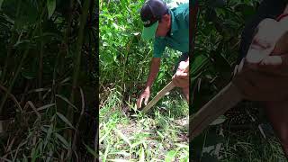 ថ្នាំបុរាណខ្មែរ #farming #thailand #phomai #fruit #viralvideo #funny #food #thaifarm #veitnam