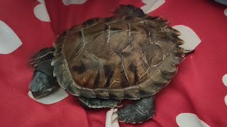 Sappu Zimnastic Missingvlog