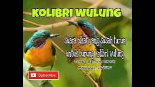 suara pikat burung kolibri wulung paling jernih dan jitu untuk trapi
