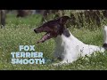 Smooth Fox Terrier Dog Breed - Facts and Traits の動画、YouTube動画。