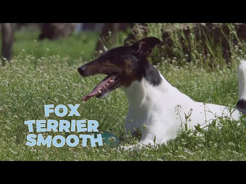वीडियो: चिकने बालों वाली फॉक्स टेरियर कुत्ते की नस्ल हाइपोएलर्जेनिक, स्वास्थ्य और जीवन अवधि