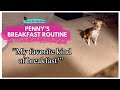 Rescue Dog's Funny Breakfast Routine #cutedogs