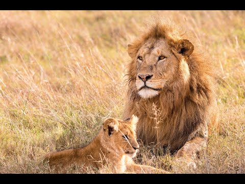 Video: Come cacciano i leoni? Riescono a gestire prede molto grandi?