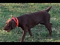 This is Eli with a great retrieve and a great find before that.