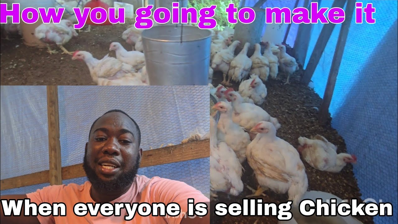 Как вы собираетесь выживать, когда все в сельской местности разводят кур?