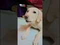 🙏 #cute #puppy #reels #subscribe #trending #viral #shortsfeed #viralshorts #shorts #pets #ytshorts