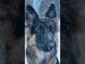 Snow way! This pup loves snow.