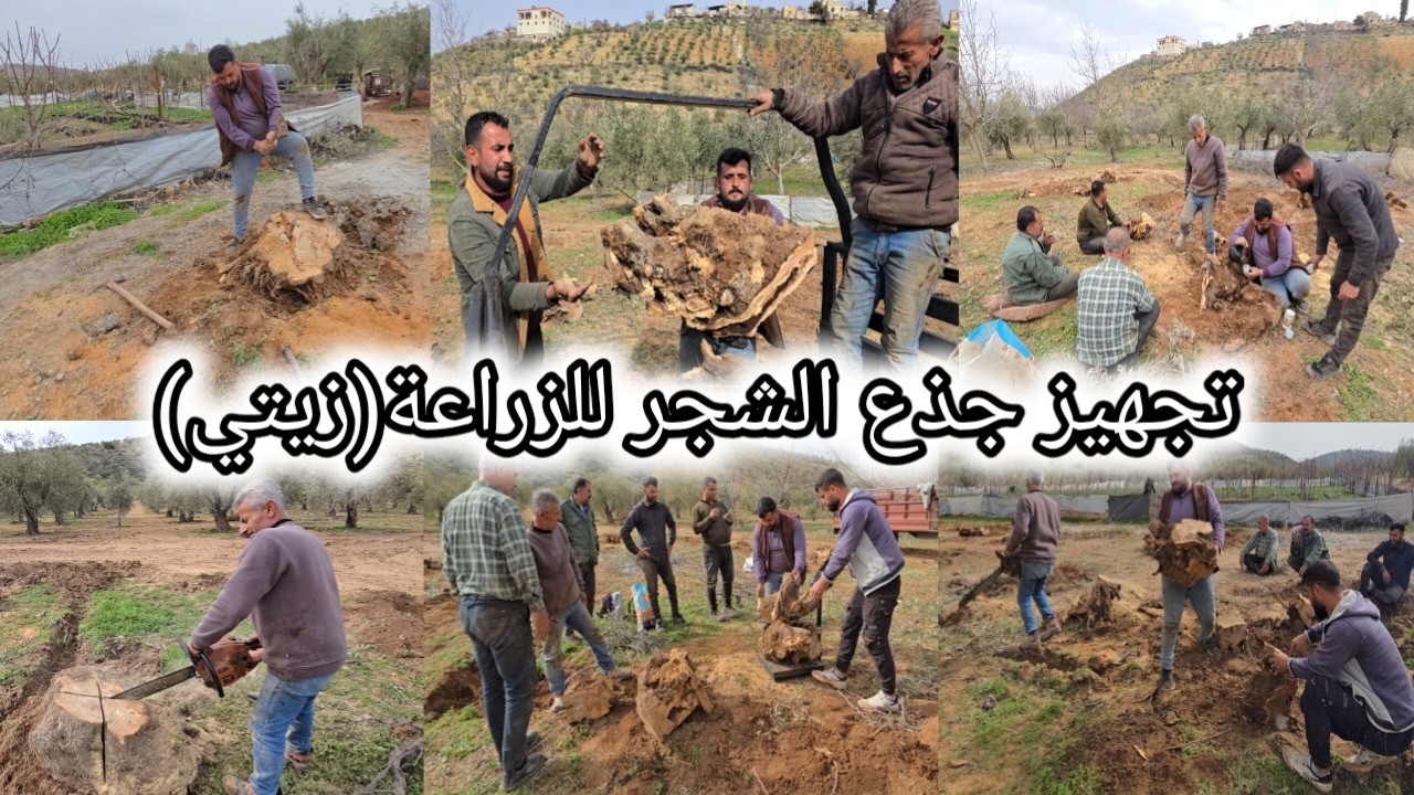 تحضيرات لزراعة شتل الزيتون الزيتي | بمساعدة كل الشباب | إيحو كسر الفأس😱 تابعوا للأخير❤️