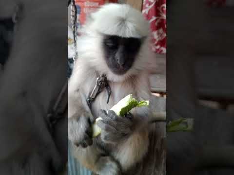 dekhona guys 😆😆#funny #monkeyvideo 😄