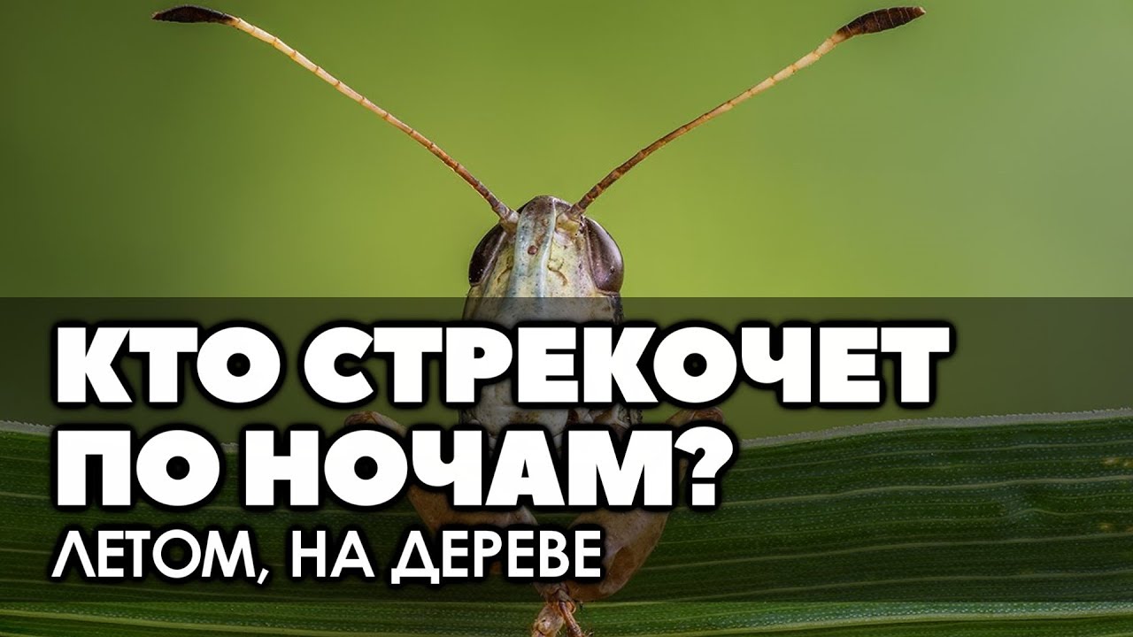 Кто стрекочет по ночам летом, на дереве? - YouTube