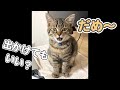 飼い主が出かけるのを、しゃべりながら必死に引き止める子猫が可愛い #Shorts