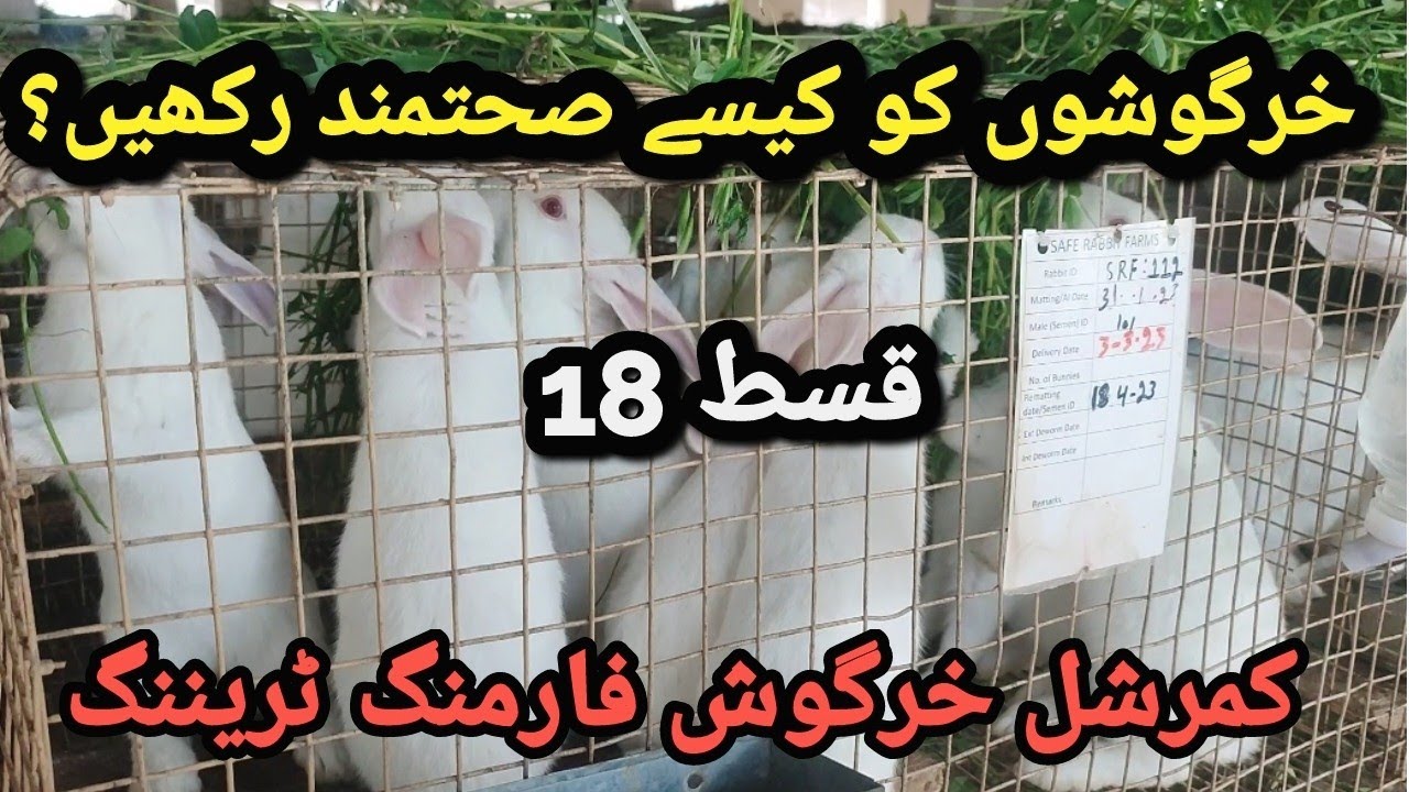 Rabbit Farming Training Episode 18 How to Keep Rabbits Healthy