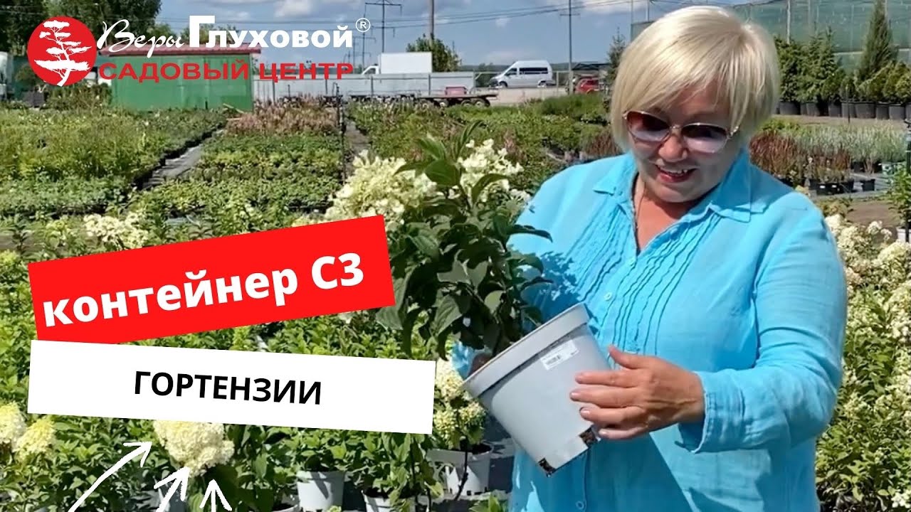 Питомник глуховой каталог гортензий. Самарский питомник гортензий веры Глуховой. Садовый центр веры Глуховой интернет магазин. Сад гортензий веры Глуховой.