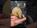 hathi jaisa dekhne wala anokha Janwar