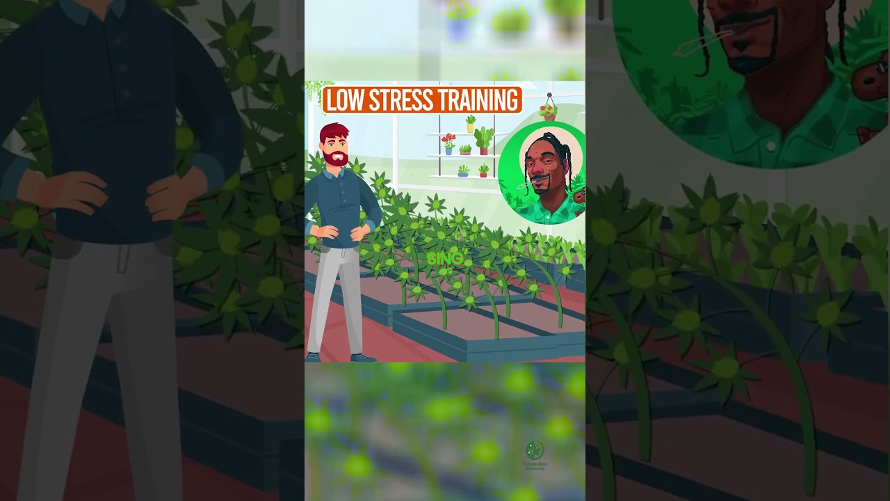 Why Low Stress Training (LST) is Every Cannabis Farmer's Dream.