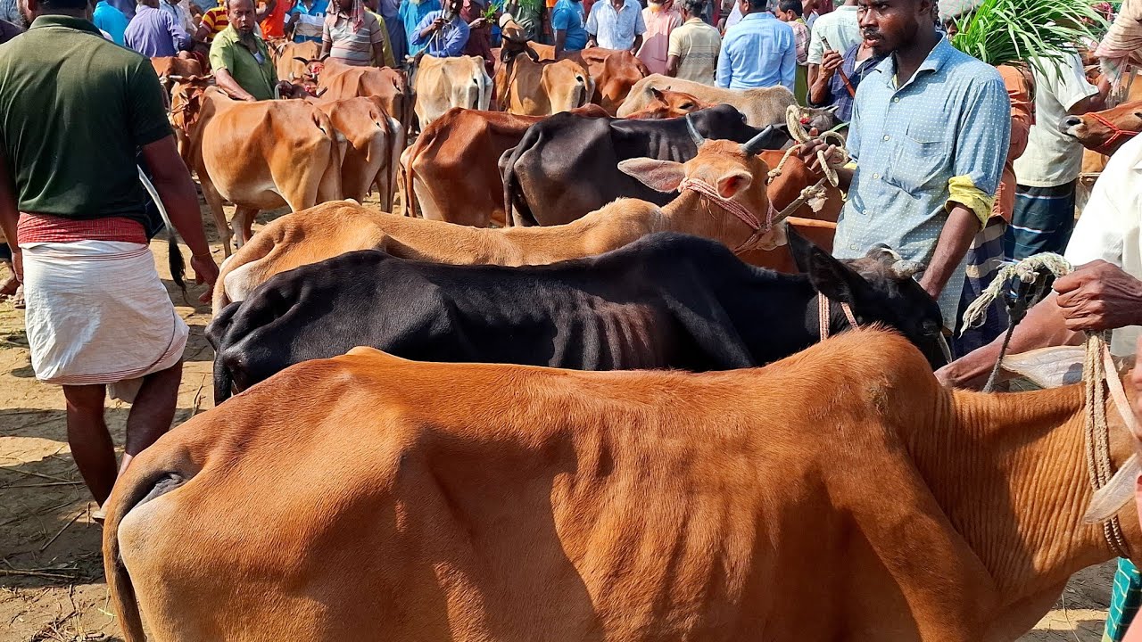 ১৭/১/২৬/ হাড্ডিসার গাভী গরুর বাজার দাম বেরেছে দিগুণ আজকের গরুর বাজার দাম ২০২৬ haddisar gorur dam