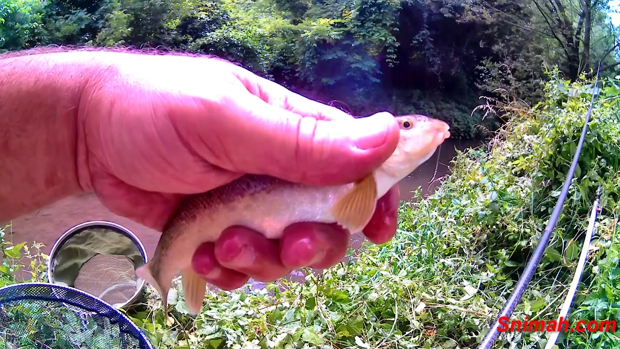 Риболов на река Тополница край Дупница - юни 2018