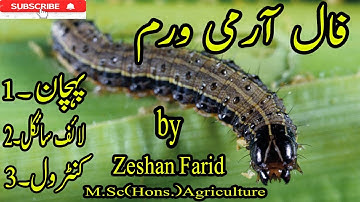 Identification , damages & Method of Control of Fall Army Worm
