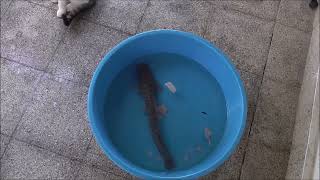 Kittens try to hunt cat fish by Kitten meow 17 views 1 year ago 3 minutes