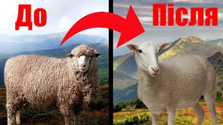 Стрижка овець в Карпатах 2021