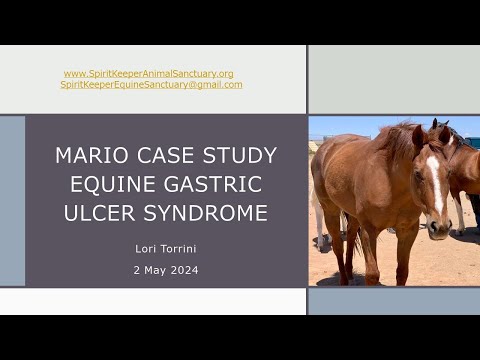 Mario Case Study: Equine Gastric Ulcer Syndrome (EGUS)