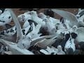 Бакинские голуби Игоря