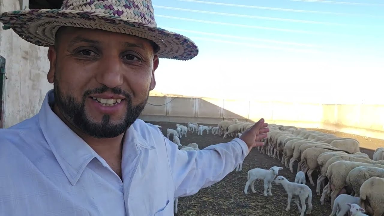 جيت من المغرب الى اسبانيا اول عند الغنم شوفوا العلف الجديد 