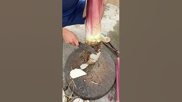 Process of slicing banana stems. #shorts