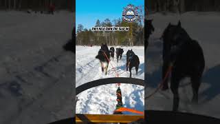 The makeup of a dog sled team