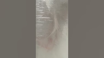 Cá chép phi tần size khủng - 50cm butterfly carp #chepphitan  #koi #chepsutu  #fish #aquarium