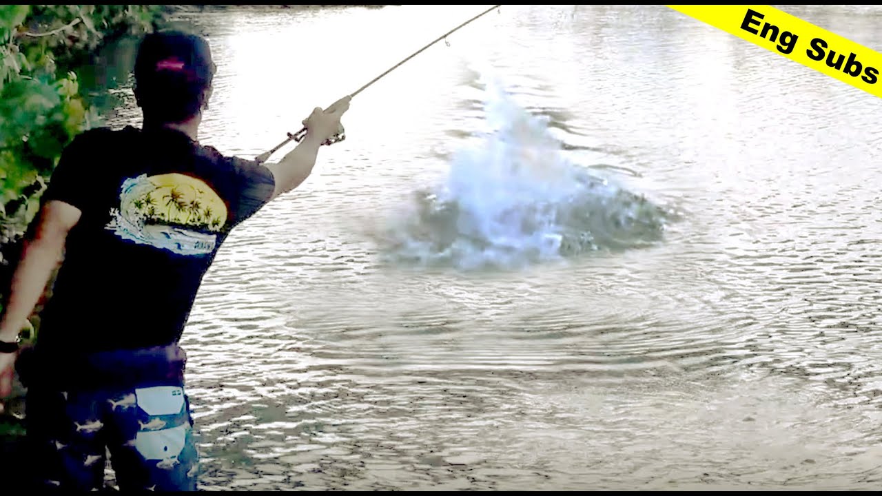 超速魚マングローブジャックの魅力！【Mangrove Jack】