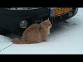 Sneeuwpoezen