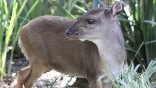 Cool Creatures of the Congo π¨π© π¨π¬: Blue Duiker
