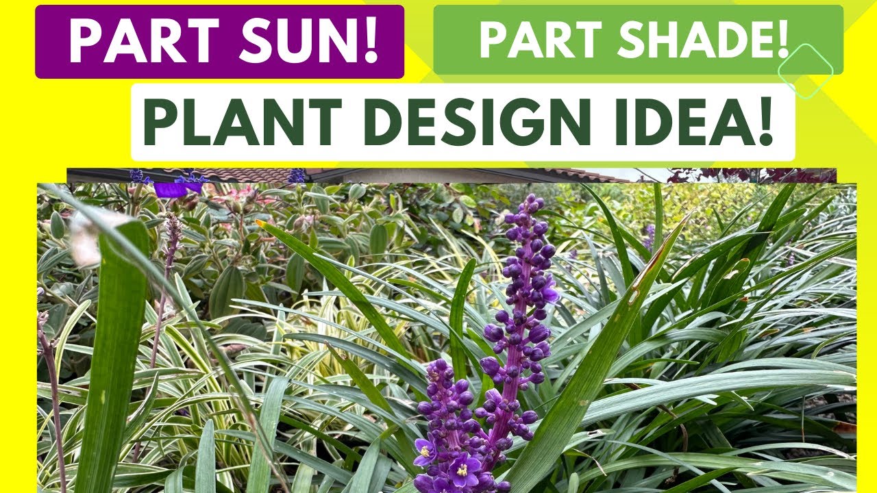 HARDY PLANT Shade Plant for Landscape Liriope Lilyturf Best