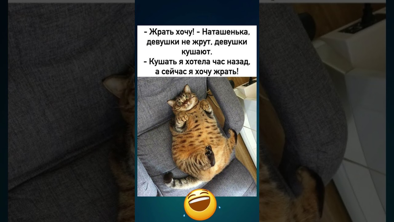😂 😂 😂 #шутки #хаха #смех #приколы #смешно #мемы #мем #юмор #шуточное #смешновидео #memes #funny #cat