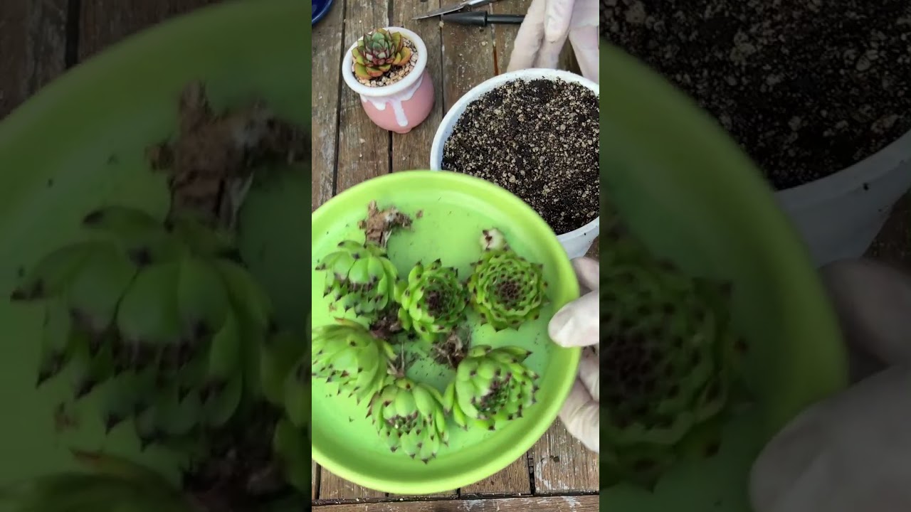 How to propagate succulents- Nhân giống sen đá #senda #succulent #plants 