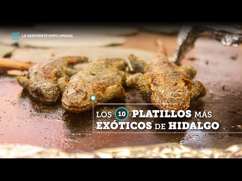 Los 10 platillos más exóticos del estado de Hidalgo. (Santiago de Anaya)