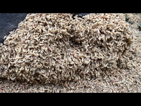 Nature’s Cleanup Crew: Maggots on a Water Deer (자연의 청소부들: 고라니 사체 위의 구더기들)