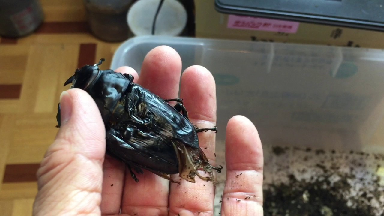 超極太血統 獅子頭 の羽化個体を出来るだけ掘り出ししてみました クワガタ Youtube