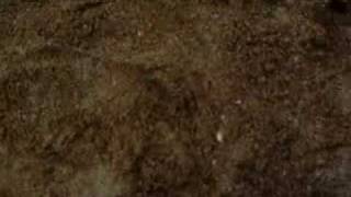 Nina The Queen..pit Bull Livorno