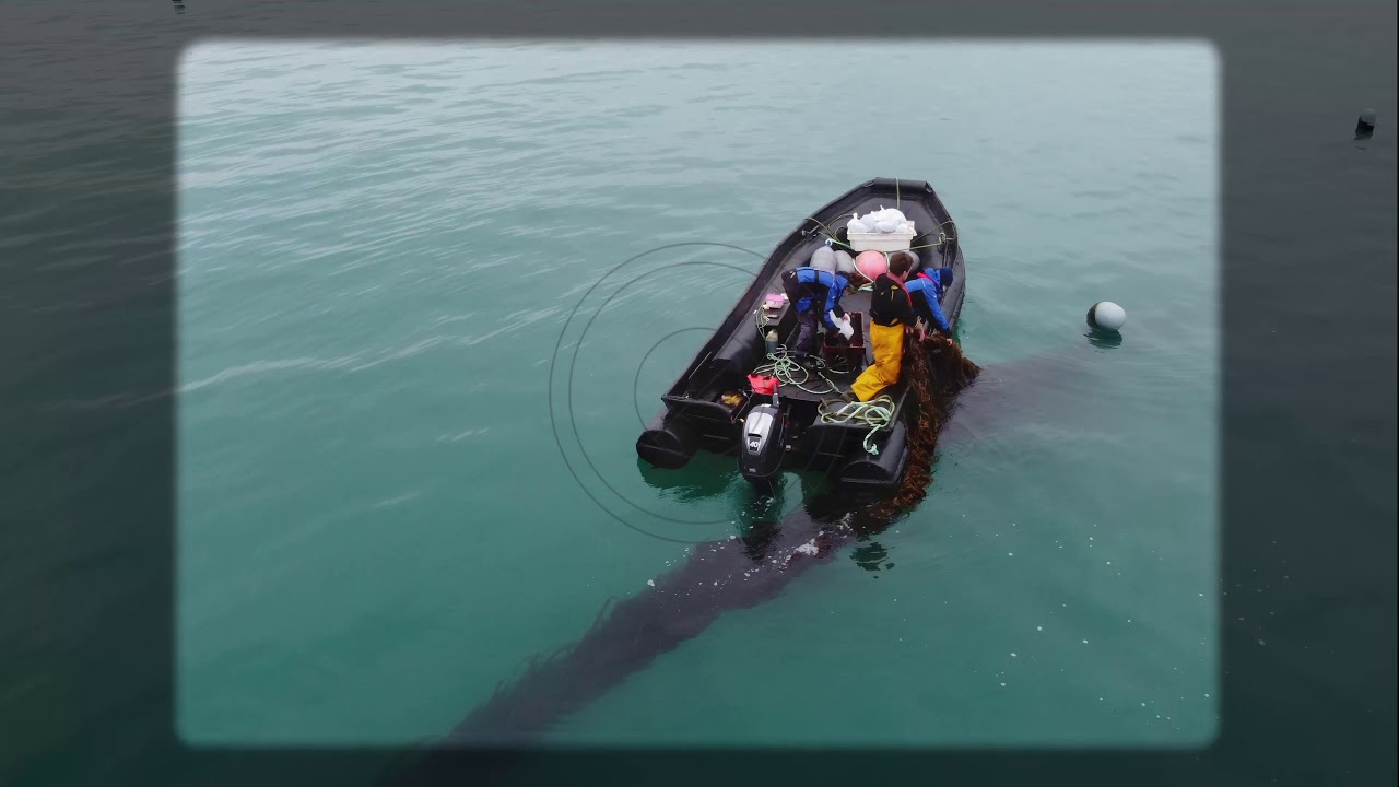 Sampling Alaria esculenta from a seaweed farm in Ireland