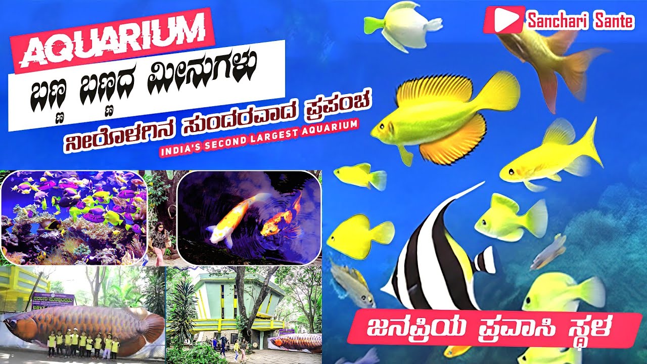 ​🐠 ಜಲಲೋಕದ ವಿಸ್ಮಯ ಬೆಂಗಳೂರು ಅಕ್ವೇರಿಯಂನಲ್ಲಿ ಬಣ್ಣ ಬಣ್ಣದ ಮೀನುಗಳ ದರ್ಶನ India’s longest Underwater Aquarium