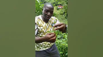 DAWA ZA ASILI KUTOKA MILIMA YA ULUGURU 