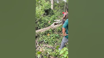 cutting down a teak tree with a Stihl MS 250 chainsaw part 2 #woodworking #feedshorts