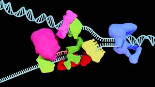 DNA Replication Part 1 | Animated Biology of the Cell