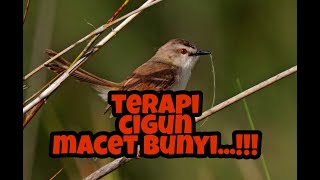 Suara Ciblek ginung betina memanggil jantan+suara air cocok untuk terapi cigun bahan/macet bunyi