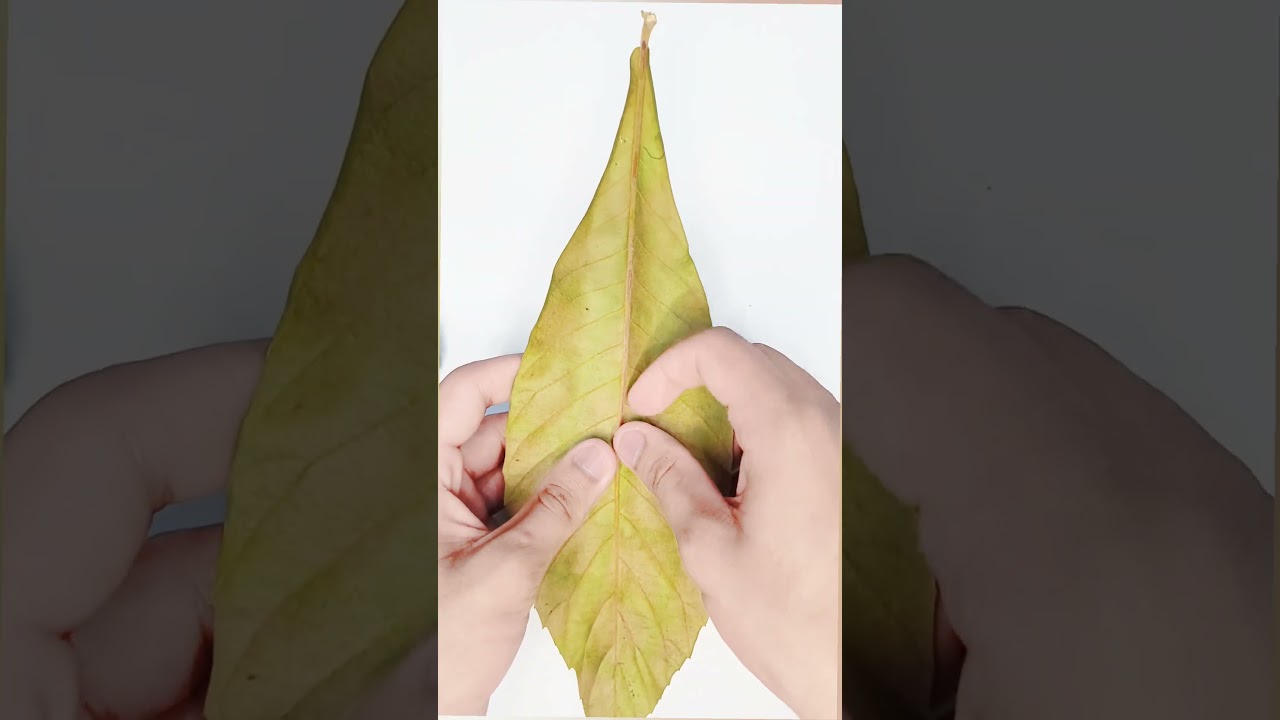 Crunchy Leaf ASMR 🤩 